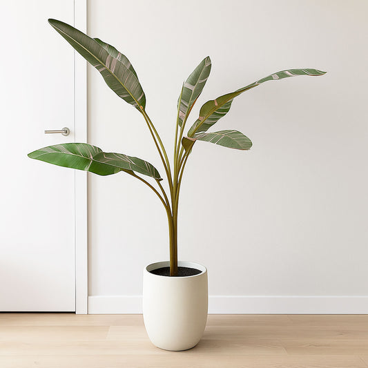 Musa Nono Banana House Plant