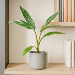 Musa Nono Banana House Plant