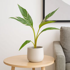 Musa Nono Banana House Plant