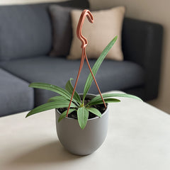 25 - 35cm Anthurium Vittarifolium House Plant 14cm Hanging Pot
