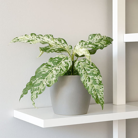 15 - 25cm Ficus Snowstorm Aspera Variegated 9cm Pot House Plant