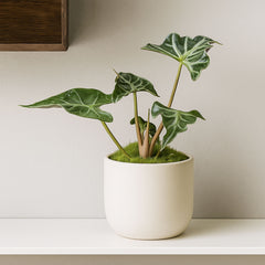 15 - 25cm Alocasia Loco House Plant 10.5cm Pot