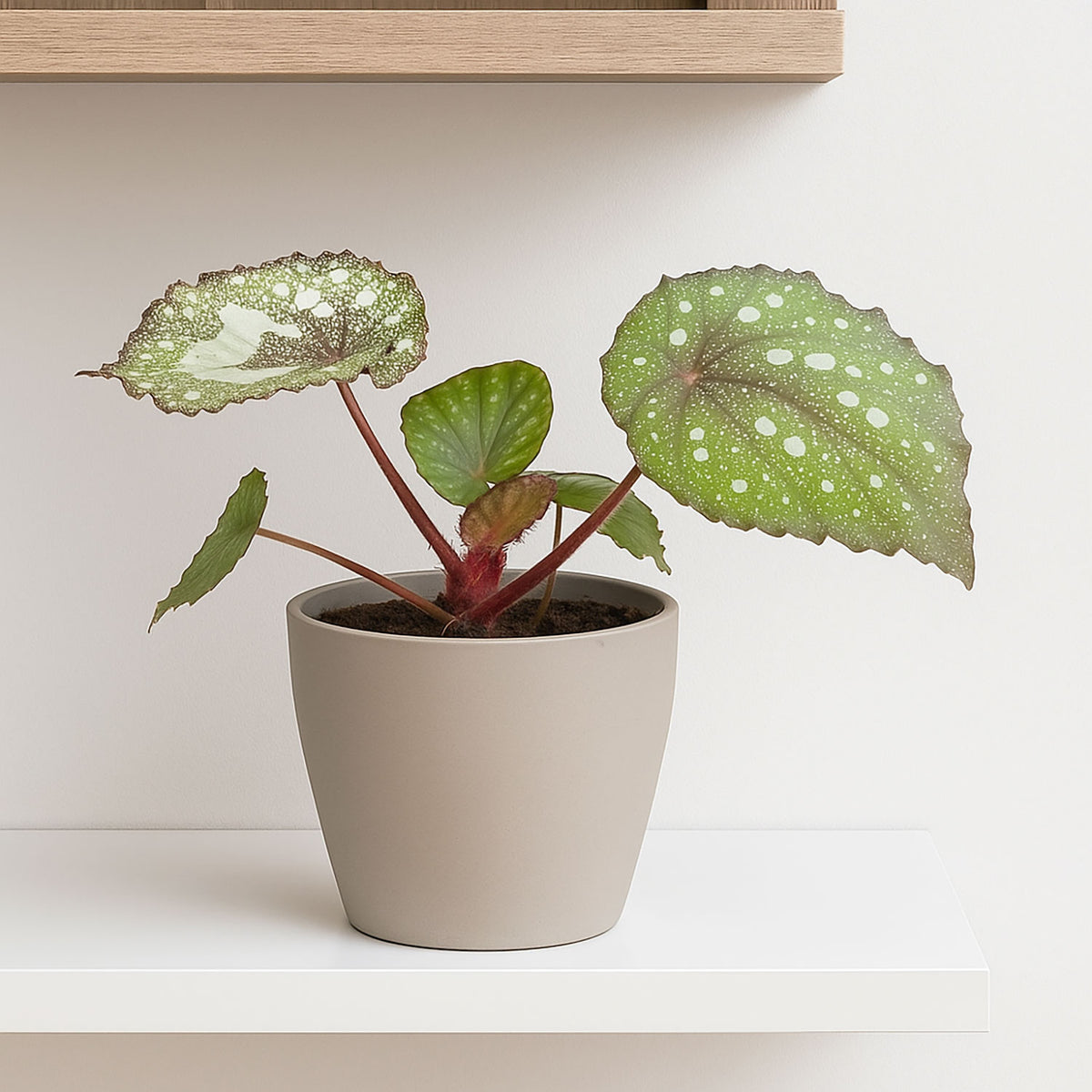 15 - 20cm Begonia Speckled House Plant 10.5cm Pot