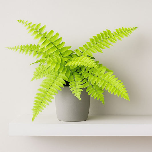 15 - 20cm Nephrolepis Exaltata Variegated Boston Fern House Plant 10.5cm Pot