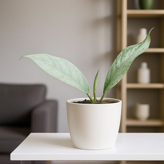 10 - 20cm Hoya Coriacea Silver 10.5cm Pot House Plant