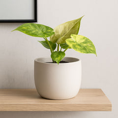 15 - 20cm Alocasia Wentii Aurea House Plant 10.5cm Pot