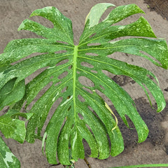 60 - 80cm Extremely Rare Starlight Thai Constellation Monstera Cheese Plant 17cm Pot