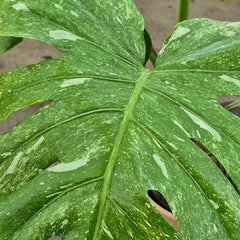 60 - 80cm Extremely Rare Starlight Thai Constellation Monstera Cheese Plant 17cm Pot