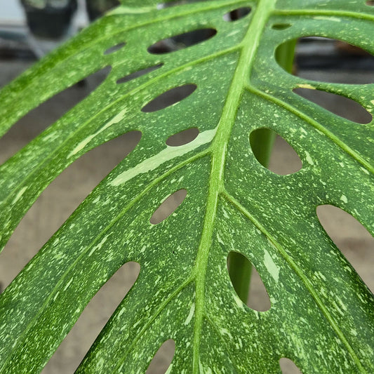 60 - 80cm Extremely Rare Starlight Thai Constellation Monstera Cheese Plant 17cm Pot