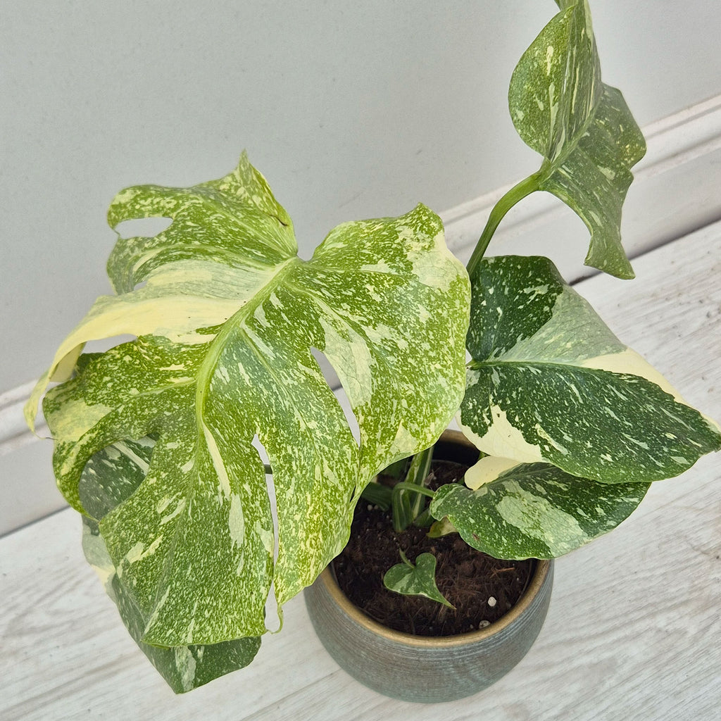 20 - 30cm Starlight Thai Constellation Monstera Cheese Plant (Choose Y   Plants For All Seasons