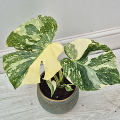 20 - 30cm Starlight Thai Constellation Monstera Cheese Plant (Choose Your Own Plant) 12cm Pot