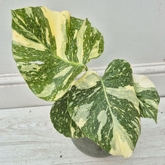 20 - 30cm Starlight Thai Constellation Monstera Cheese Plant (Choose Your Own Plant) 12cm Pot