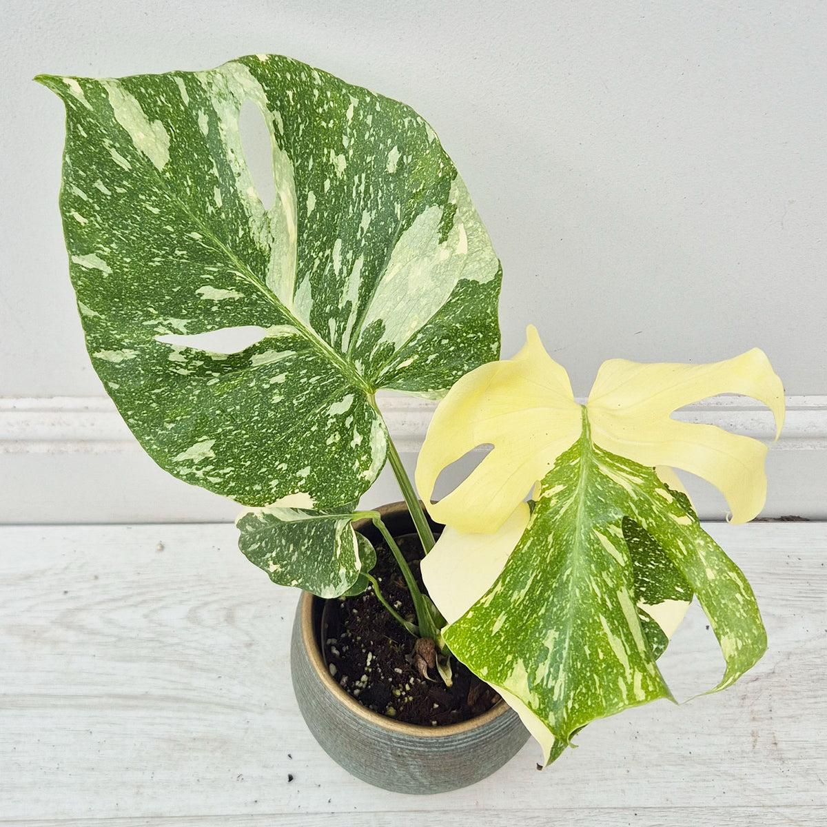 20 - 30cm Starlight Thai Constellation Monstera Cheese Plant (Choose Your Own Plant) 12cm Pot