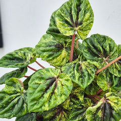 15 - 20cm Peperomia Caperata Buenos Aires House Plant in 12cm Pot