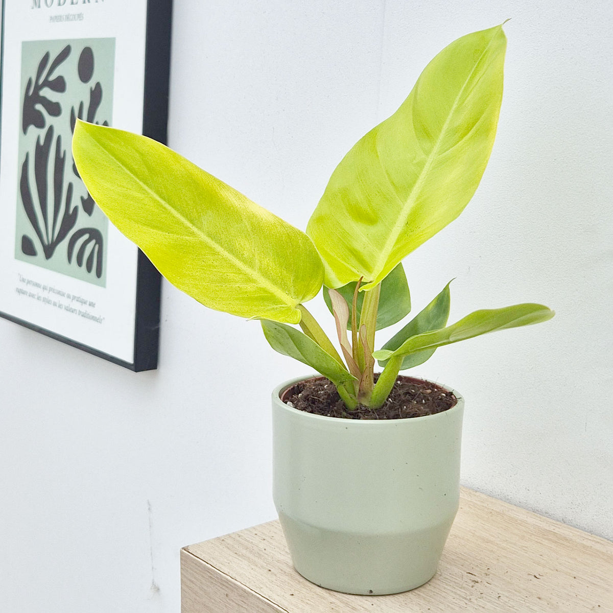 20 - 30cm Philodendron Melinonii Gold 12cm Pot House Plant
