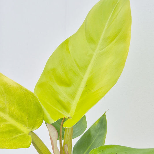 20 - 30cm Philodendron Melinonii Gold 12cm Pot House Plant