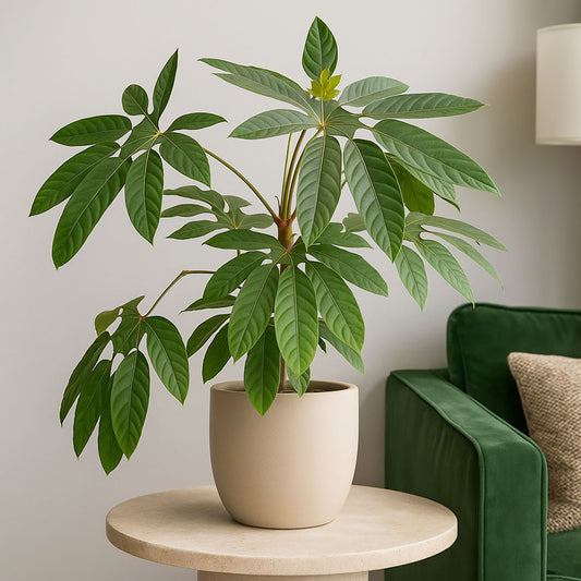 40 - 60cm Trevesia Burckii Ghost Foot 14cm Pot House Plant