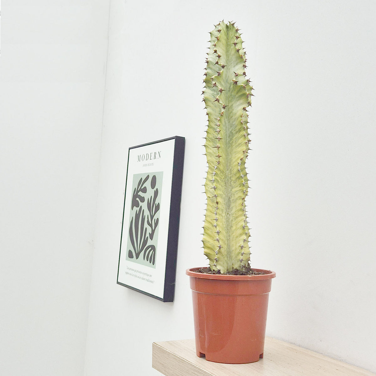 45 - 55cm Euphorbia Marmorata Variegated 17cm Pot House Plant