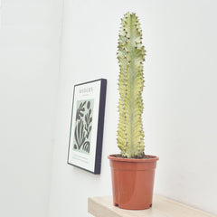 45 - 55cm Euphorbia Marmorata Variegated 17cm Pot House Plant