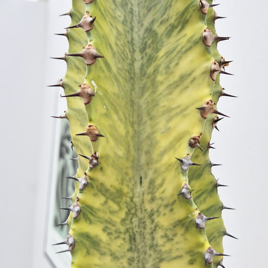 45 - 55cm Euphorbia Marmorata Variegated 17cm Pot House Plant