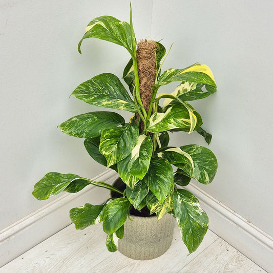 45 - 55cm Monstera Laniata Variegated Pothos on Mosspole 17cm Pot House Plant