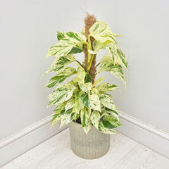 45 - 55cm Epipremnum Snow Leopard Pothos on Mosspole 17cm Pot House Plant