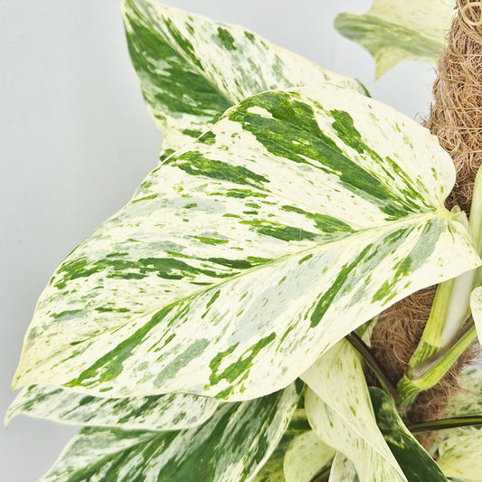 45 - 55cm Epipremnum Snow Leopard Pothos on Mosspole 17cm Pot House Plant