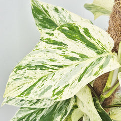 45 - 55cm Epipremnum Snow Leopard Pothos on Mosspole 17cm Pot House Plant