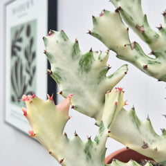 35 - 45cm Euphorbia Lactea Ghost Cactus House Plant 17cm Pot