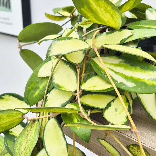 20 - 30cm Hoya Acuta Houseplant in Hanging 14cm Pot