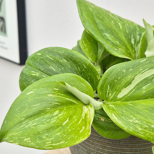 10 - 20cm Epipremnum Rubicon Pothos 12cm Pot House Plant