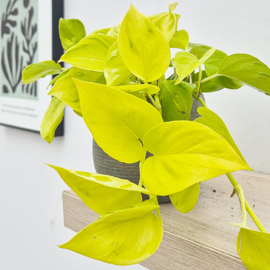 10 - 20cm Philodendron Champs Elysees Pothos 12cm Pot House Plant