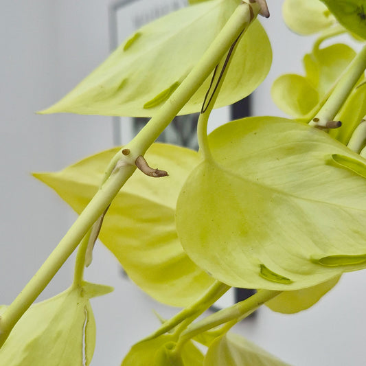 10 - 20cm Philodendron Champs Elysees Pothos 12cm Pot House Plant