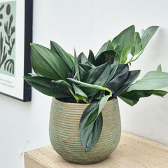 20 - 30cm Treubii Dark Form Pothos Epipremnum 12cm Pot House Plant