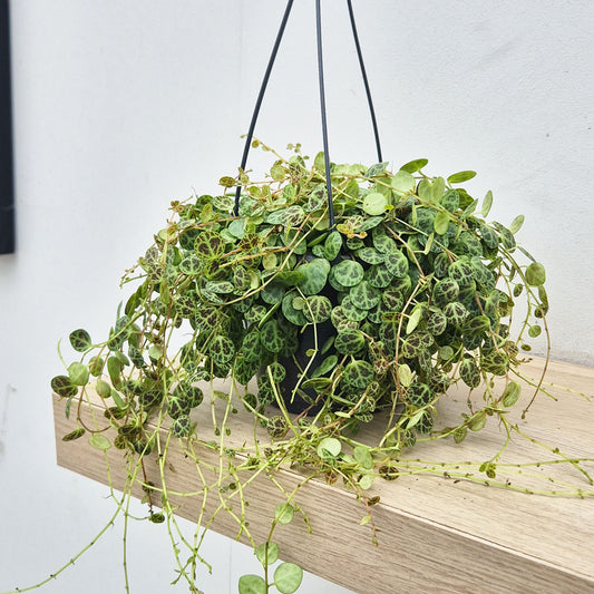 20 - 30cm Peperomia Prostrata Radiator House Plant 14cm Hanging Pot