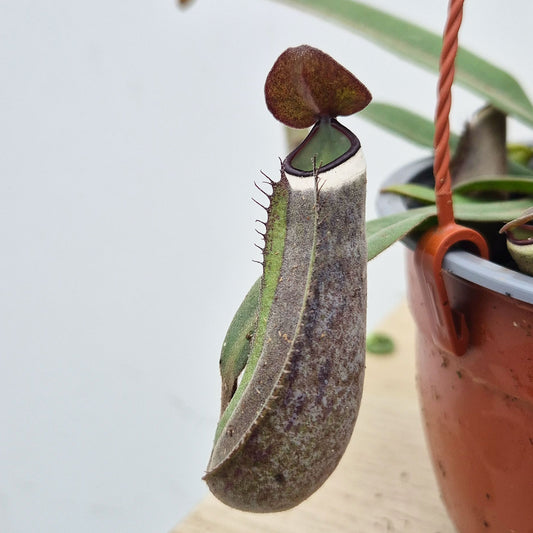 20 - 30cm Nepenthes Albomarginata in Hanging Pot Monkey Jars 14cm Pot House Plant