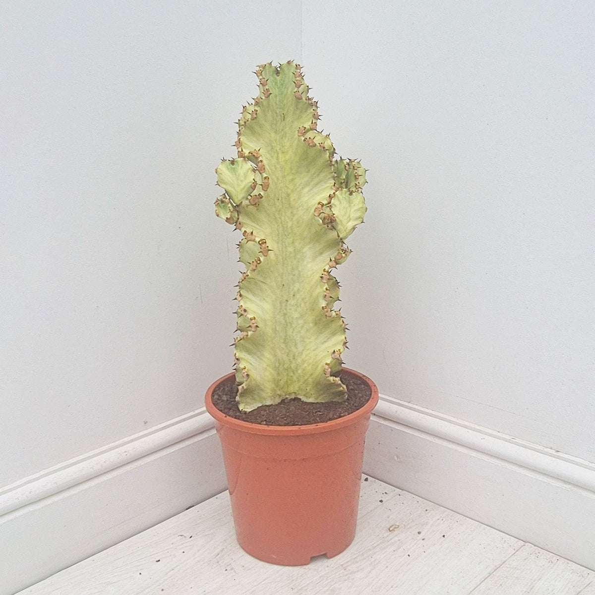 50 - 60cm Thick Euphorbia Marmorata Variegated 21cm Pot House Plant