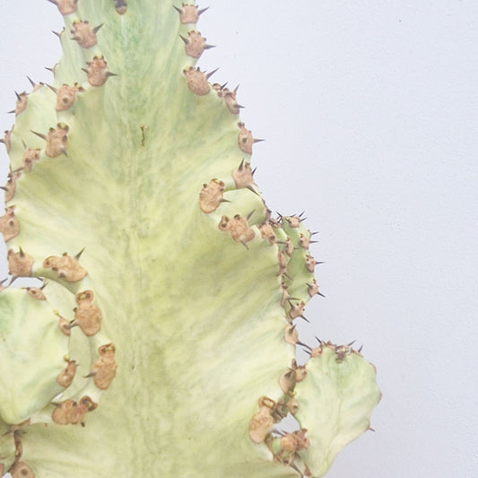 50 - 60cm Thick Euphorbia Marmorata Variegated 21cm Pot House Plant