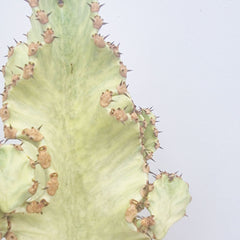 50 - 60cm Thick Euphorbia Marmorata Variegated 21cm Pot House Plant