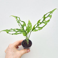 15 - 20cm Monstera Obliqua House Plant 7cm Pot