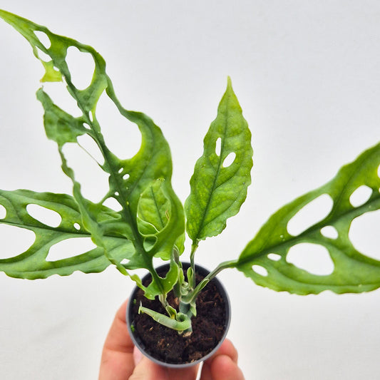 15 - 20cm Monstera Obliqua House Plant 7cm Pot