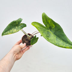 15 - 20cm Variegated Alocasia Zebrina in 9cm Pot