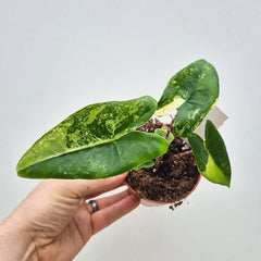 15 - 20cm Variegated Alocasia Zebrina in 9cm Pot