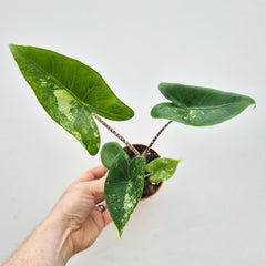 15 - 20cm Variegated Alocasia Zebrina in 9cm Pot