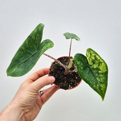 15 - 20cm Variegated Alocasia Zebrina in 9cm Pot