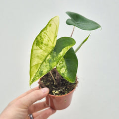 15 - 20cm Variegated Alocasia Zebrina in 9cm Pot