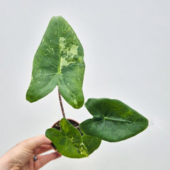 15 - 20cm Variegated Alocasia Zebrina in 9cm Pot