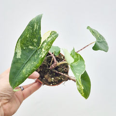 15 - 20cm Variegated Alocasia Zebrina in 9cm Pot