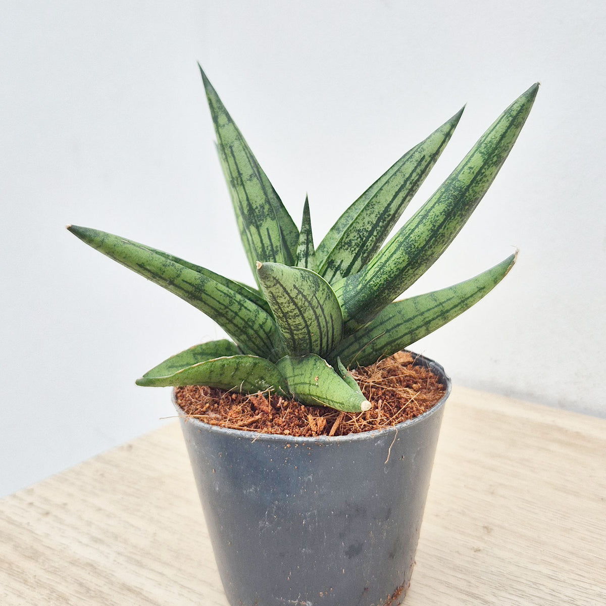 10 - 15cm Sansevieria Cylindrica 7cm Pot House Plant