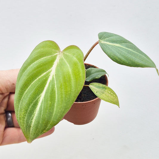 Philodendron Gloriosum House Plant 6cm Pot